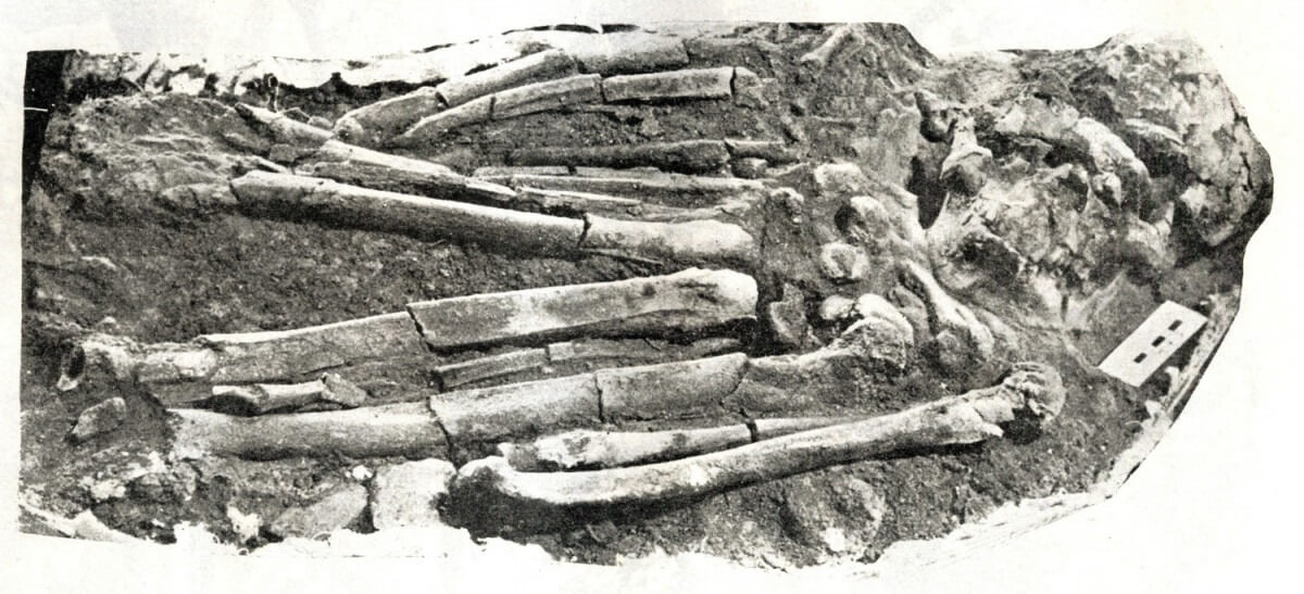 බලංගොඩ මානවයා